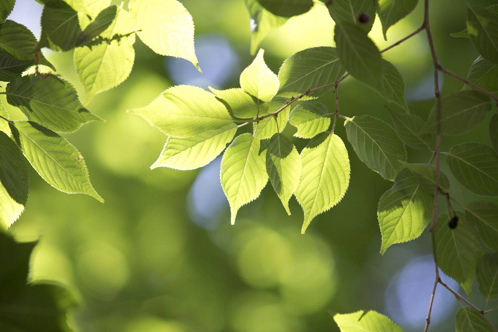 Canon EOS 6D Mark II sample photo. The leaves, state of photography