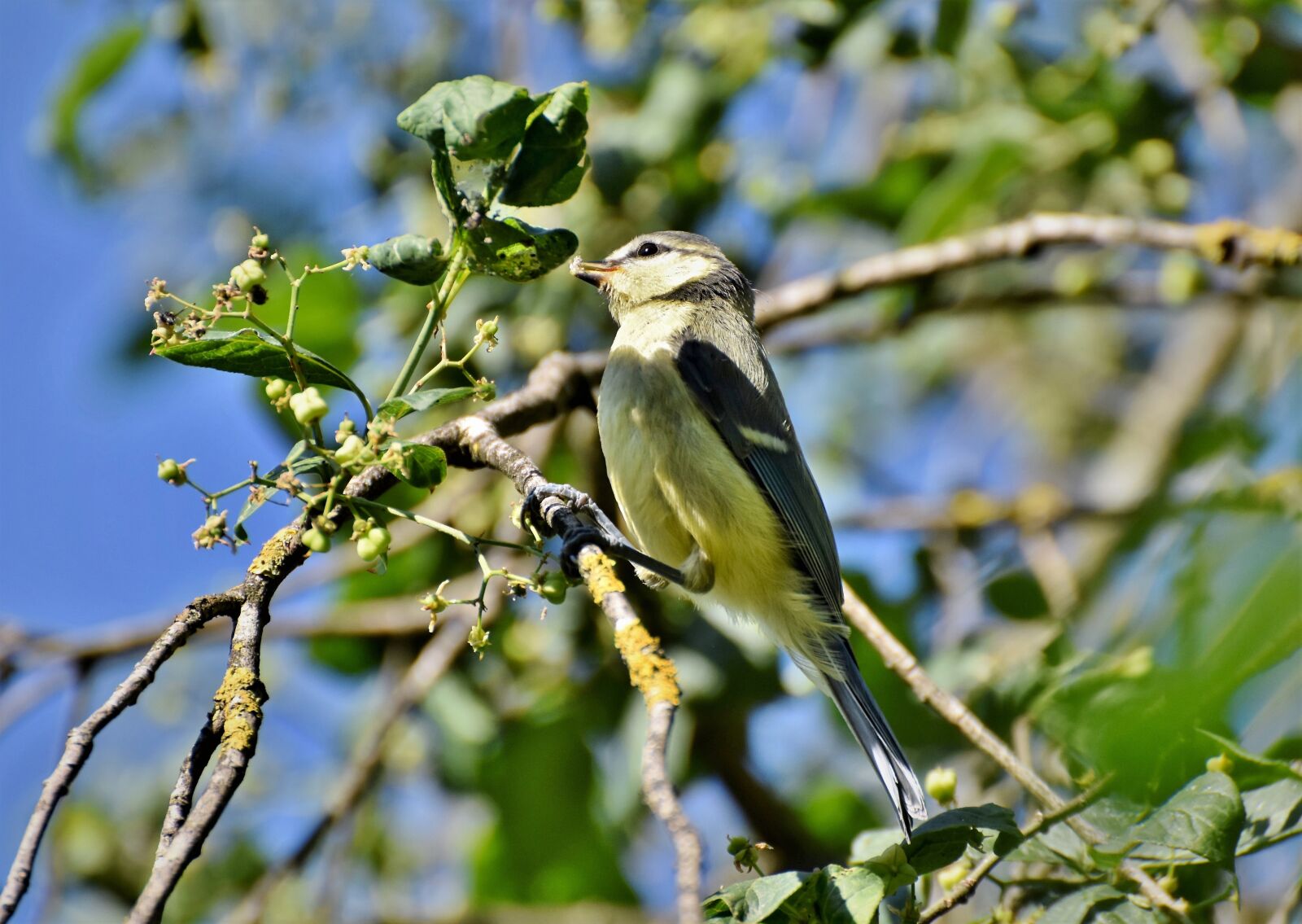 Nikon D7200 sample photo. Tit, songbird, bird photography