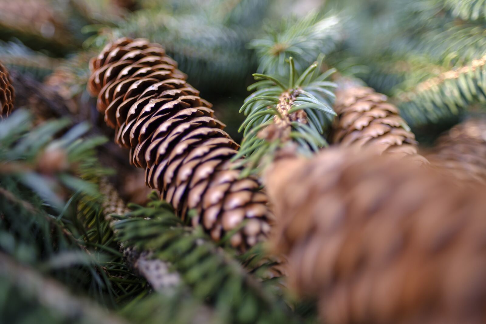 Fujifilm X-T2 + Fujifilm XF 16mm F1.4 R WR sample photo. Conifer, fir tree, spruce photography