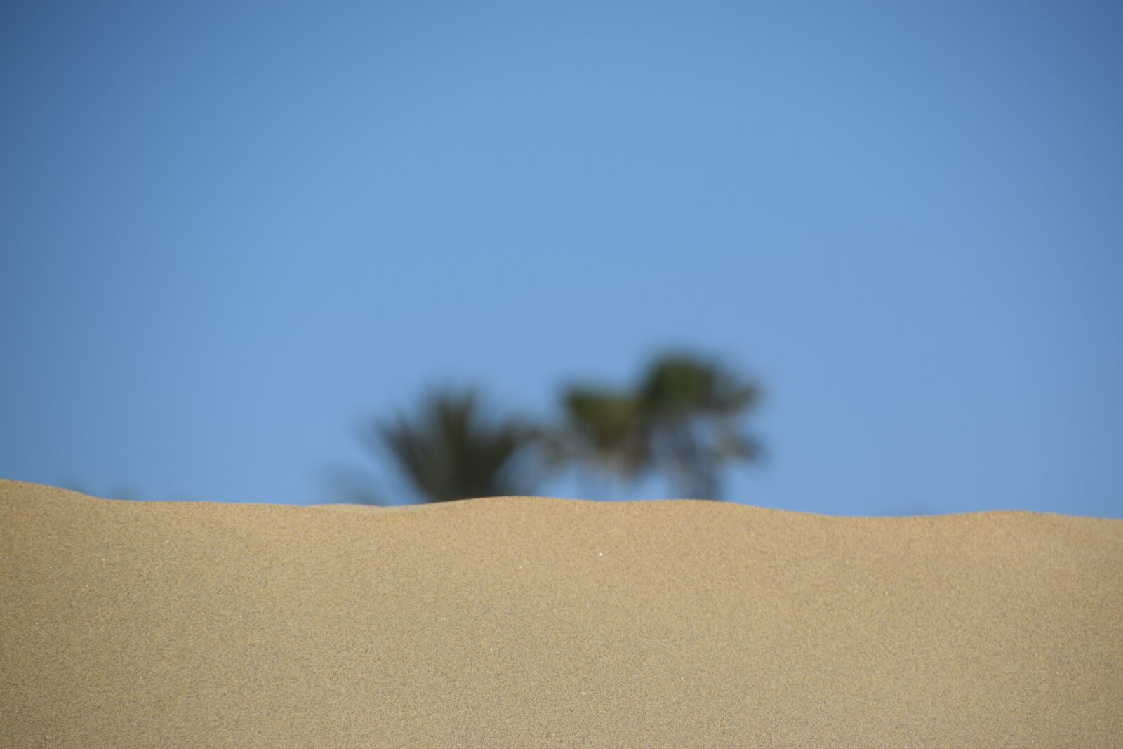 Nikon D3300 sample photo. Desert, beach, palm photography