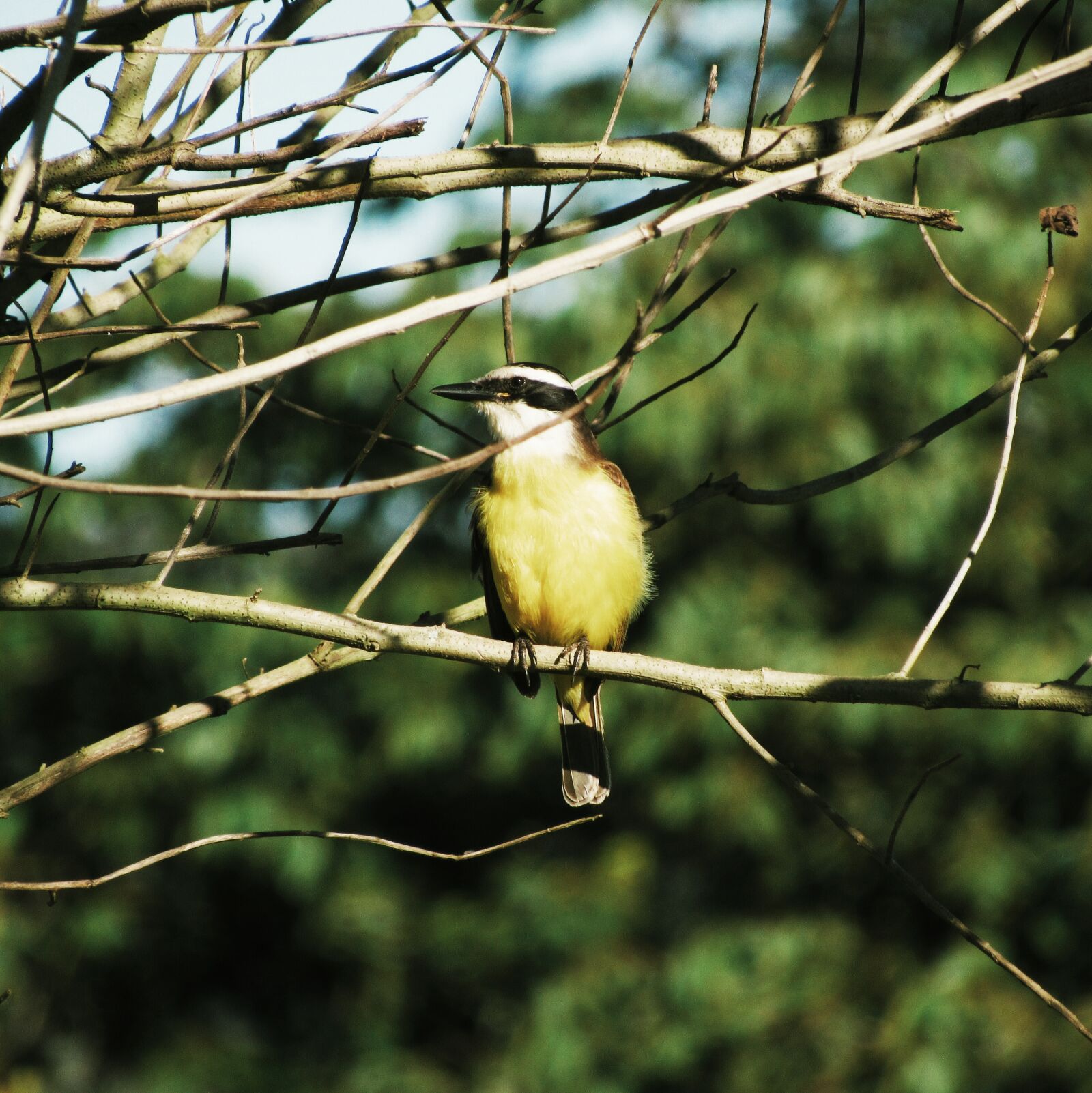 Canon PowerShot SX520 HS sample photo. Bird, nature, animals photography