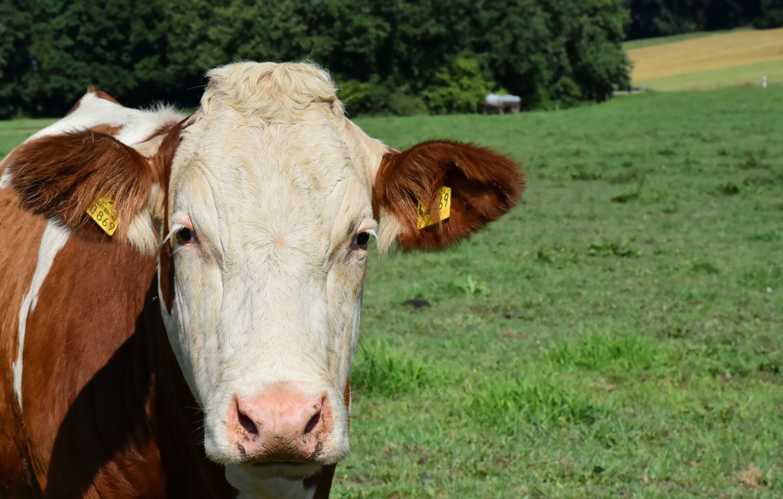 Nikon D7200 sample photo. Cow, beef, agriculture photography