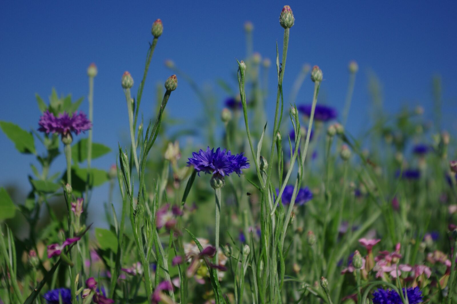 Pentax K-3 sample photo. Flower meadow, cornflower, flower photography