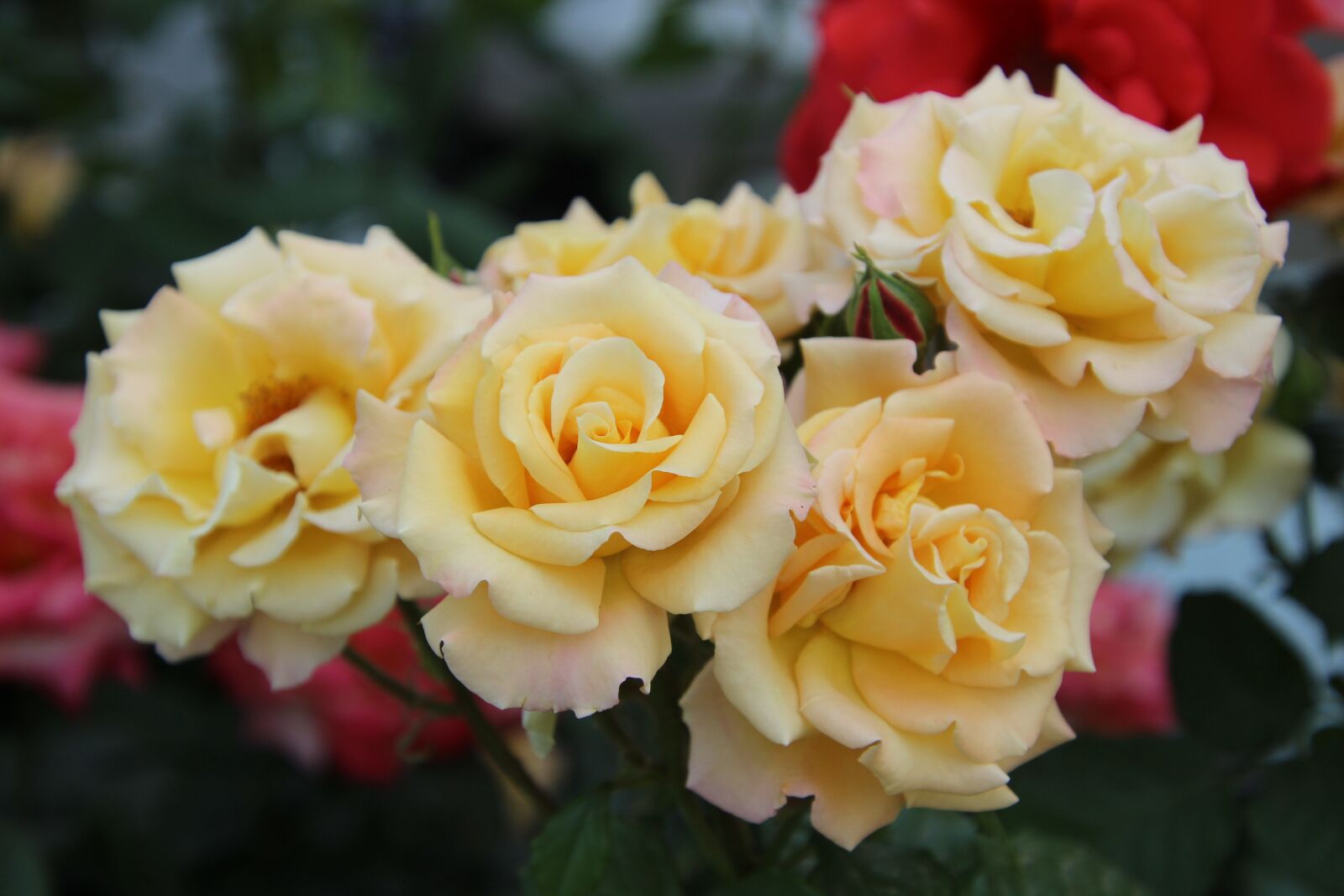 Canon EOS 600D (Rebel EOS T3i / EOS Kiss X5) sample photo. Rose, flower, plant photography