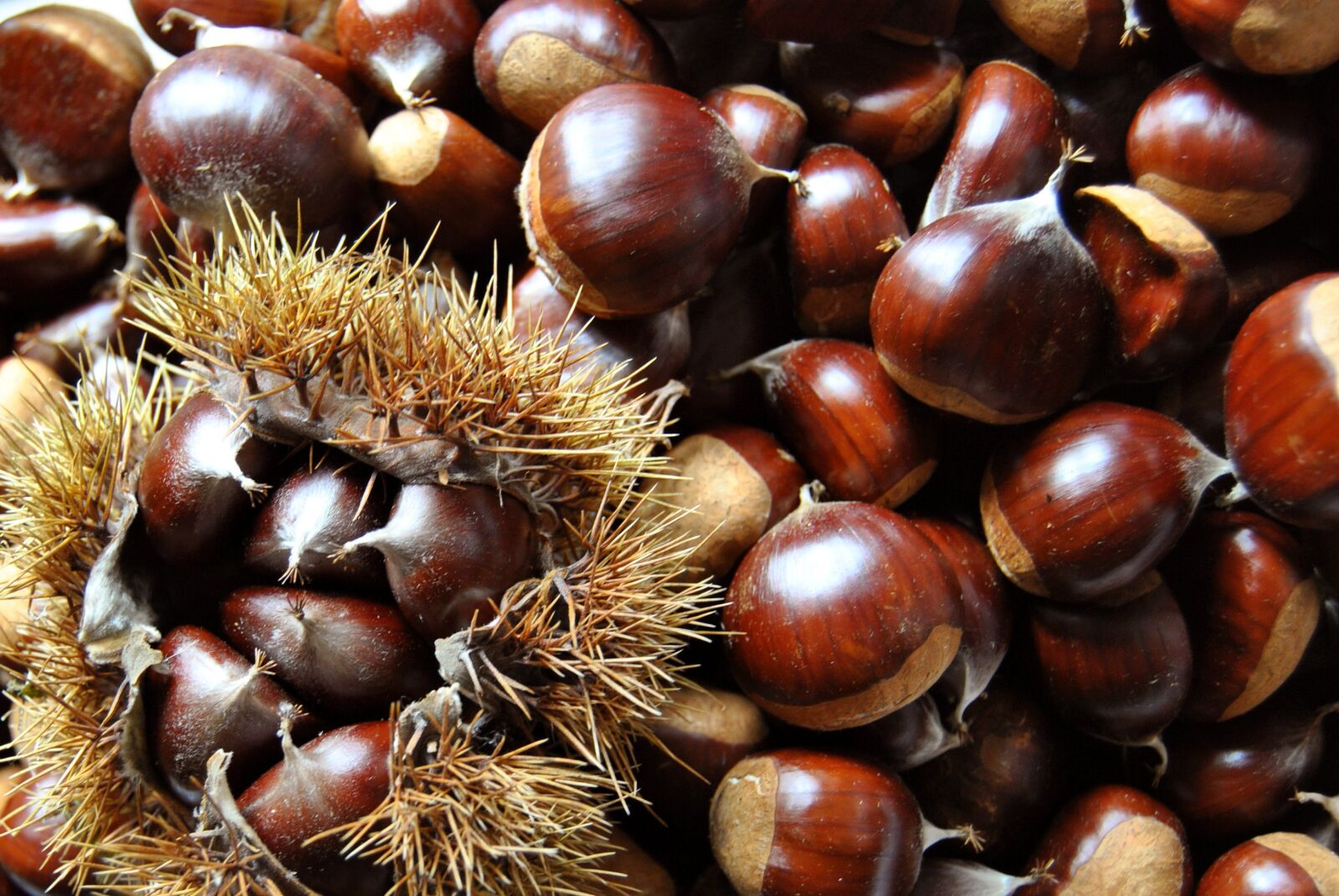 Nikon D3000 sample photo. Autumn, chestnut, food photography
