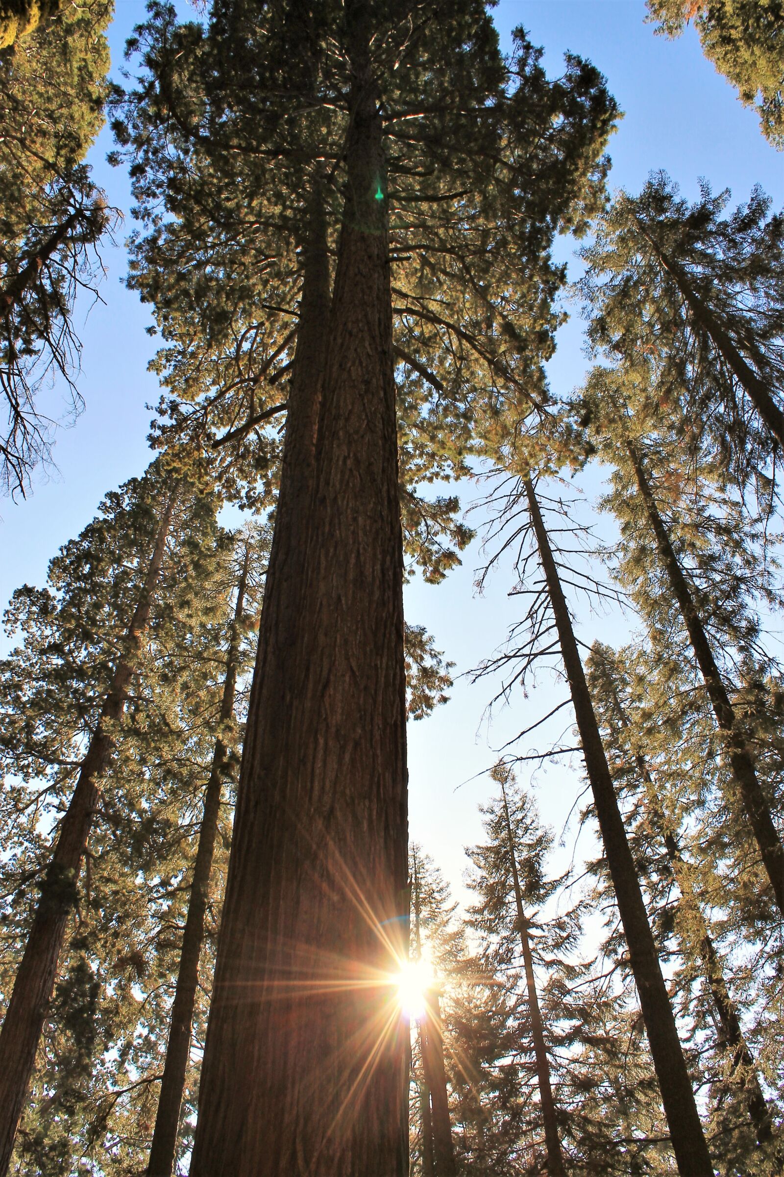 Canon EOS 1100D (EOS Rebel T3 / EOS Kiss X50) sample photo. Trees, sequoia, nature photography