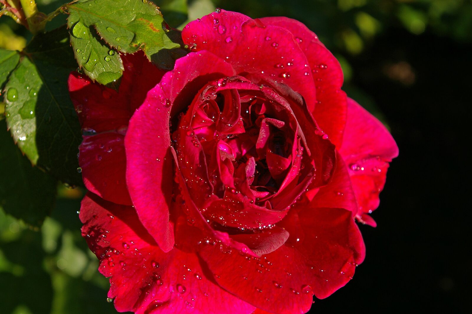Pentax *ist DL2 sample photo. Rose, red rose, scented photography