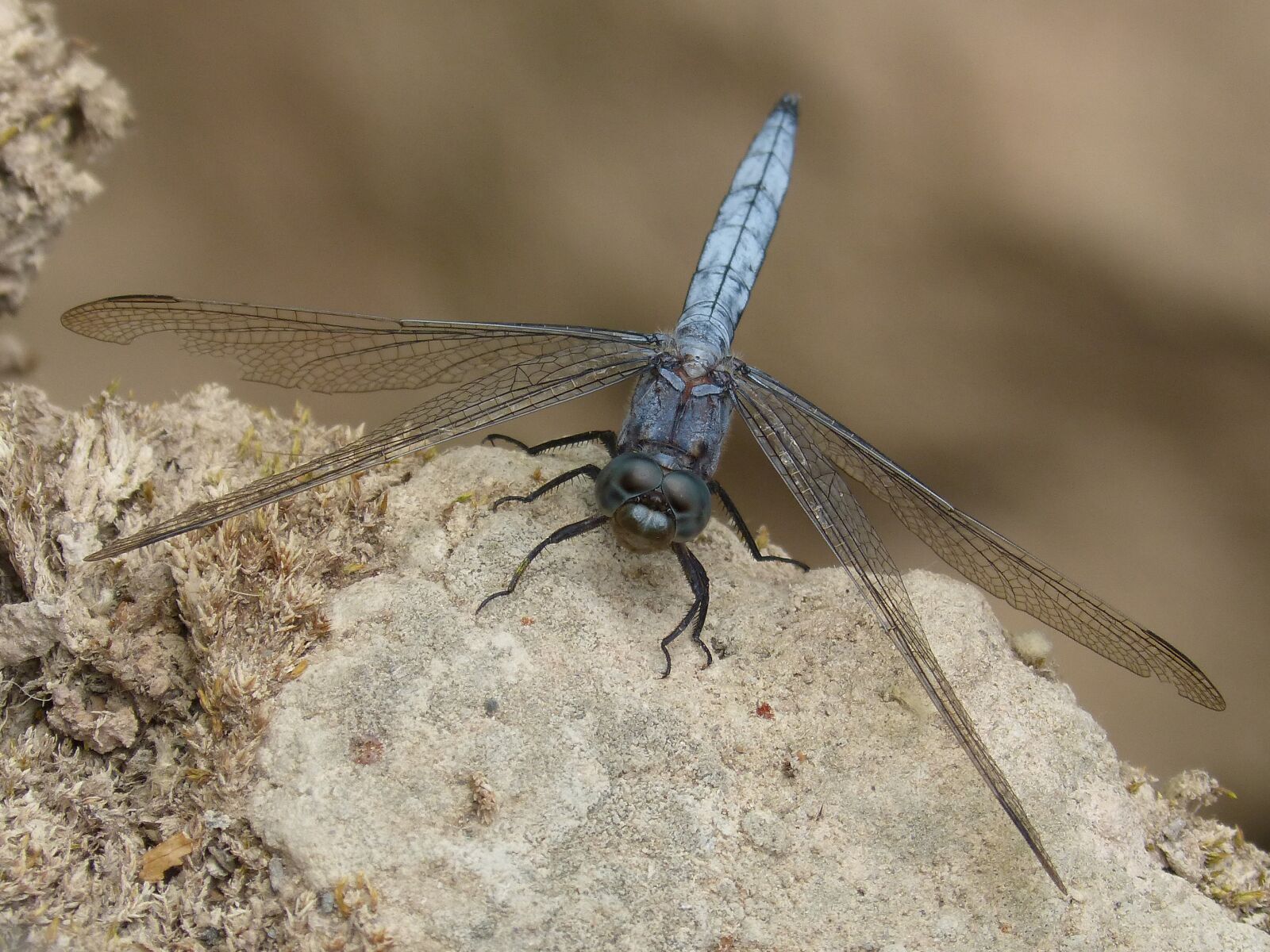 Panasonic DMC-FZ62 sample photo. Blue dragonfly, rock, wetland photography