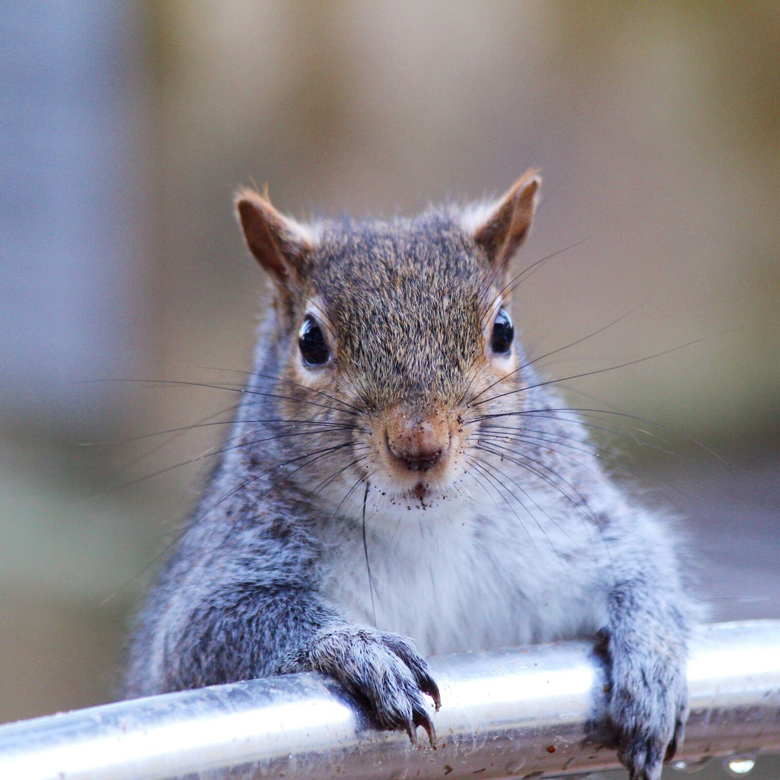 Canon EOS 60D sample photo. Grey squirrel, squirrel, nature photography