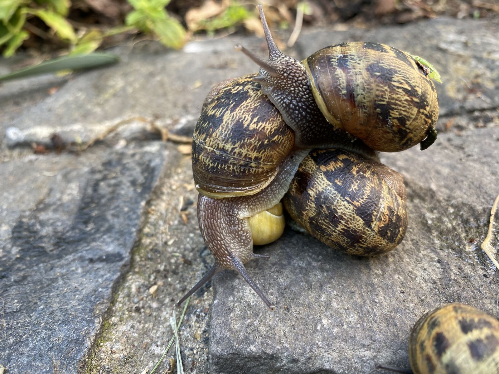 iPhone 11 back dual wide camera 4.25mm f/1.8 sample photo. Snail, close, together photography