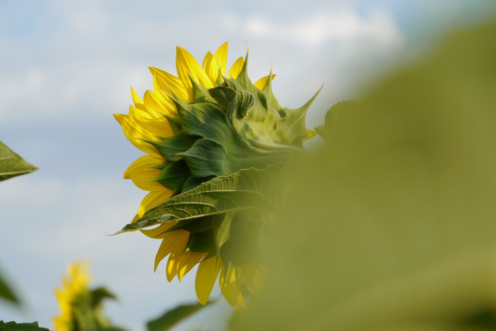 Panasonic Lumix DMC-GH2 sample photo. Sunflower, romantic, summer photography