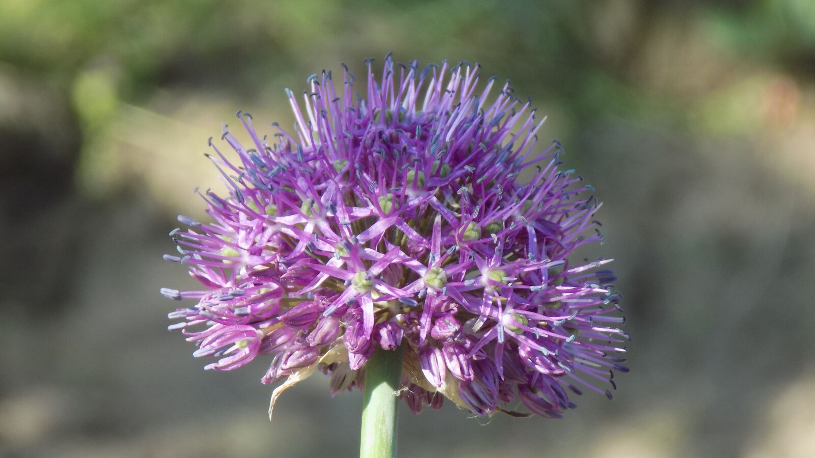 Nikon COOLPIX L330 sample photo. Flower, purple, plant photography
