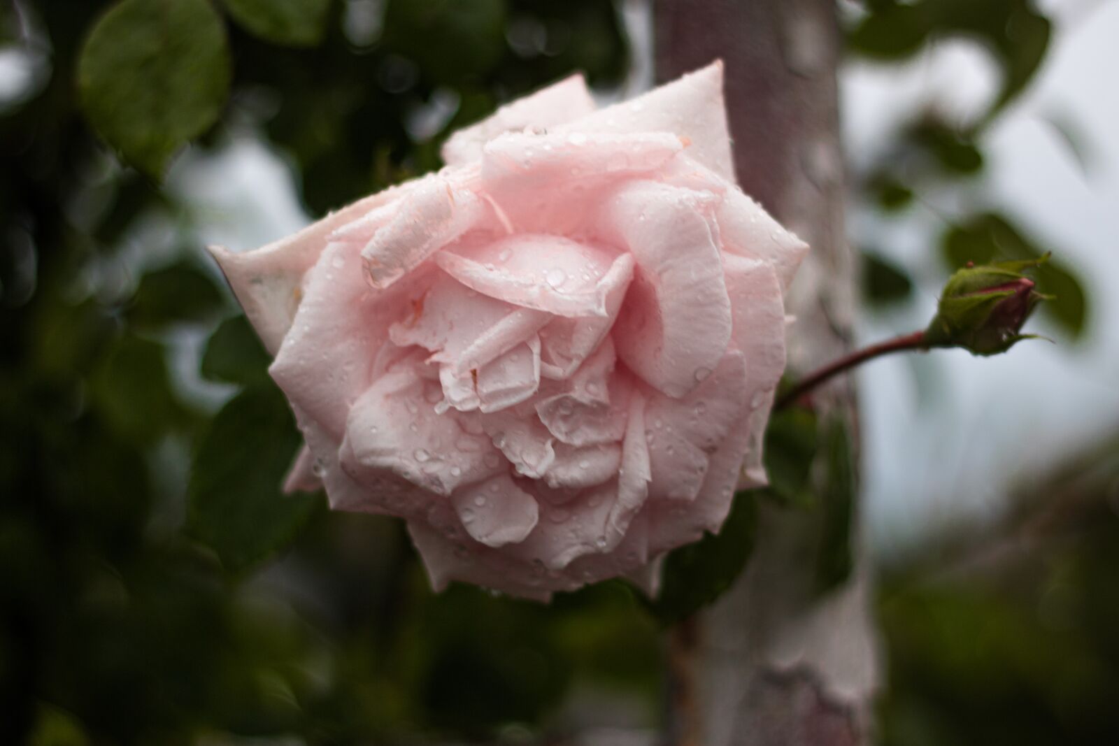 Canon EOS 760D (EOS Rebel T6s / EOS 8000D) + Canon EF 50mm F1.8 II sample photo. Rose, pink, rain photography
