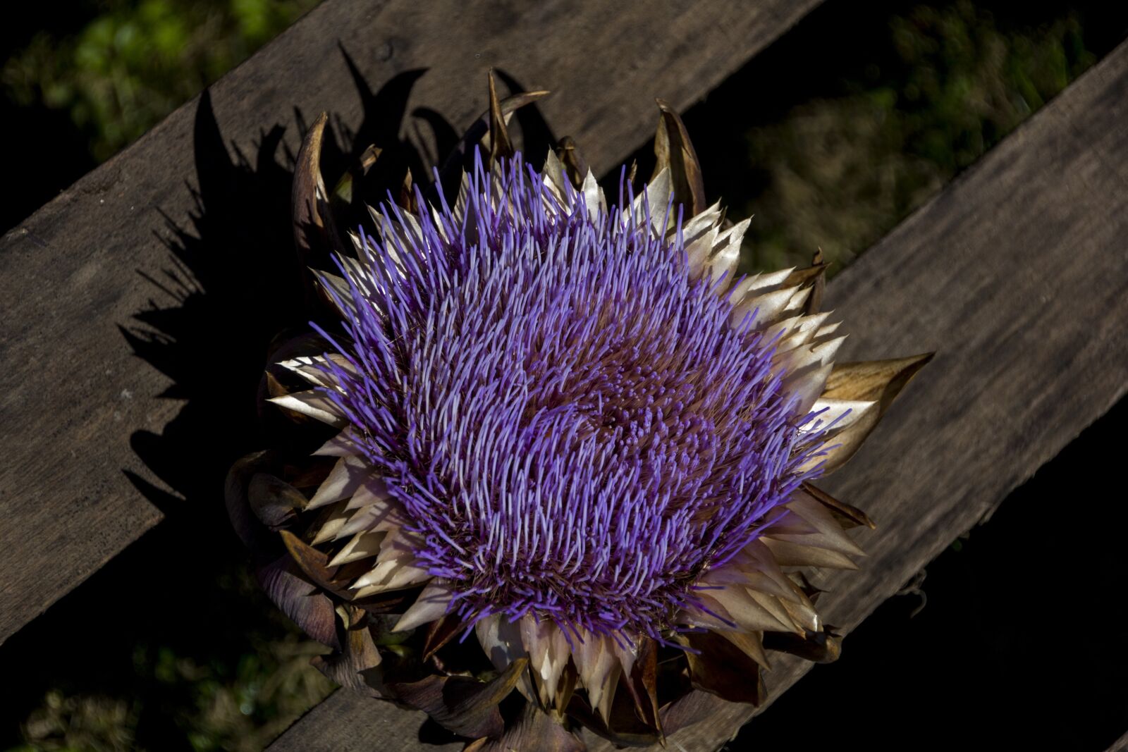Canon EOS 60D sample photo. Flower, nature, artichoke photography