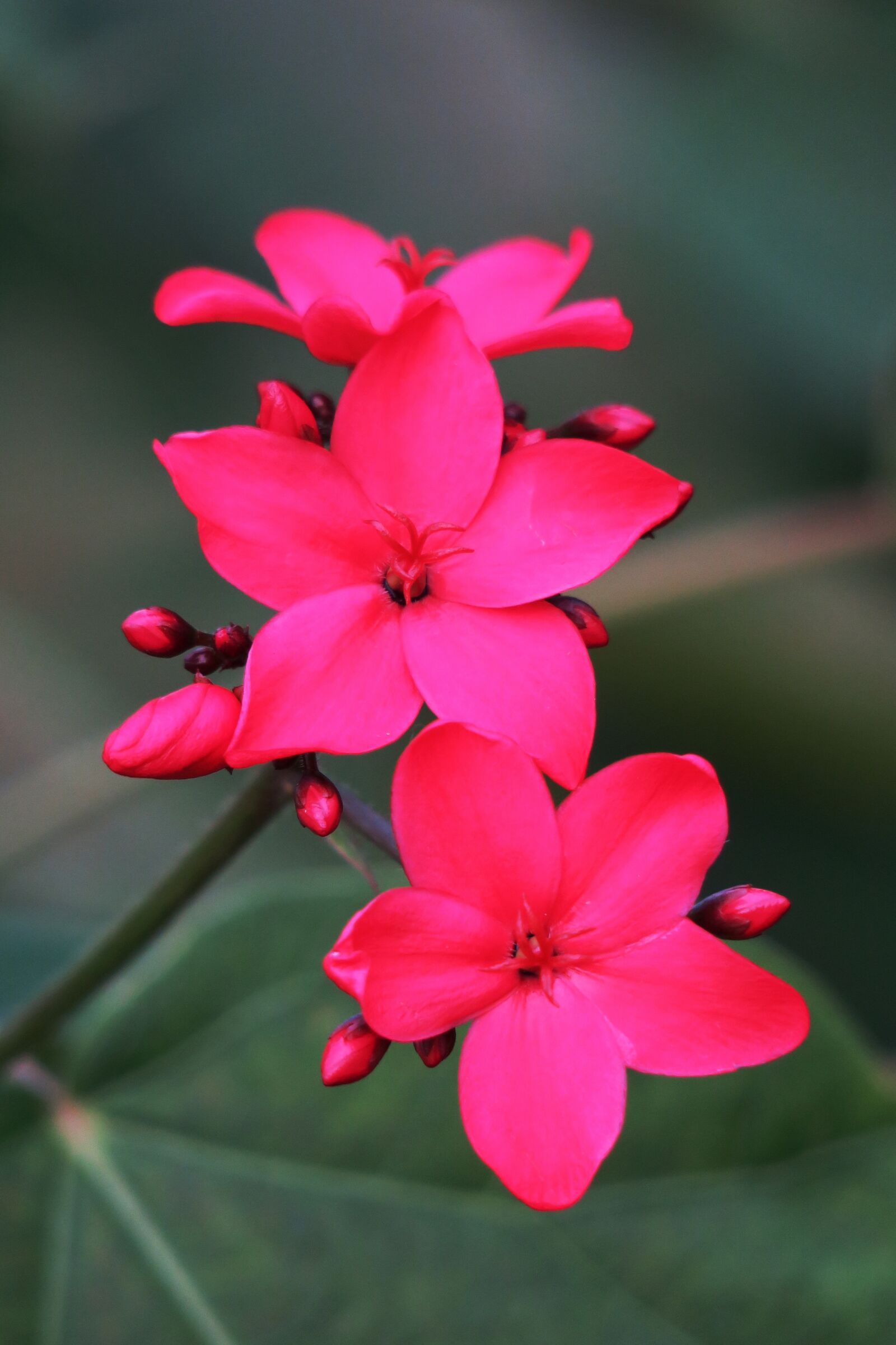 Canon PowerShot G3 X sample photo. Flower, nature, plant photography