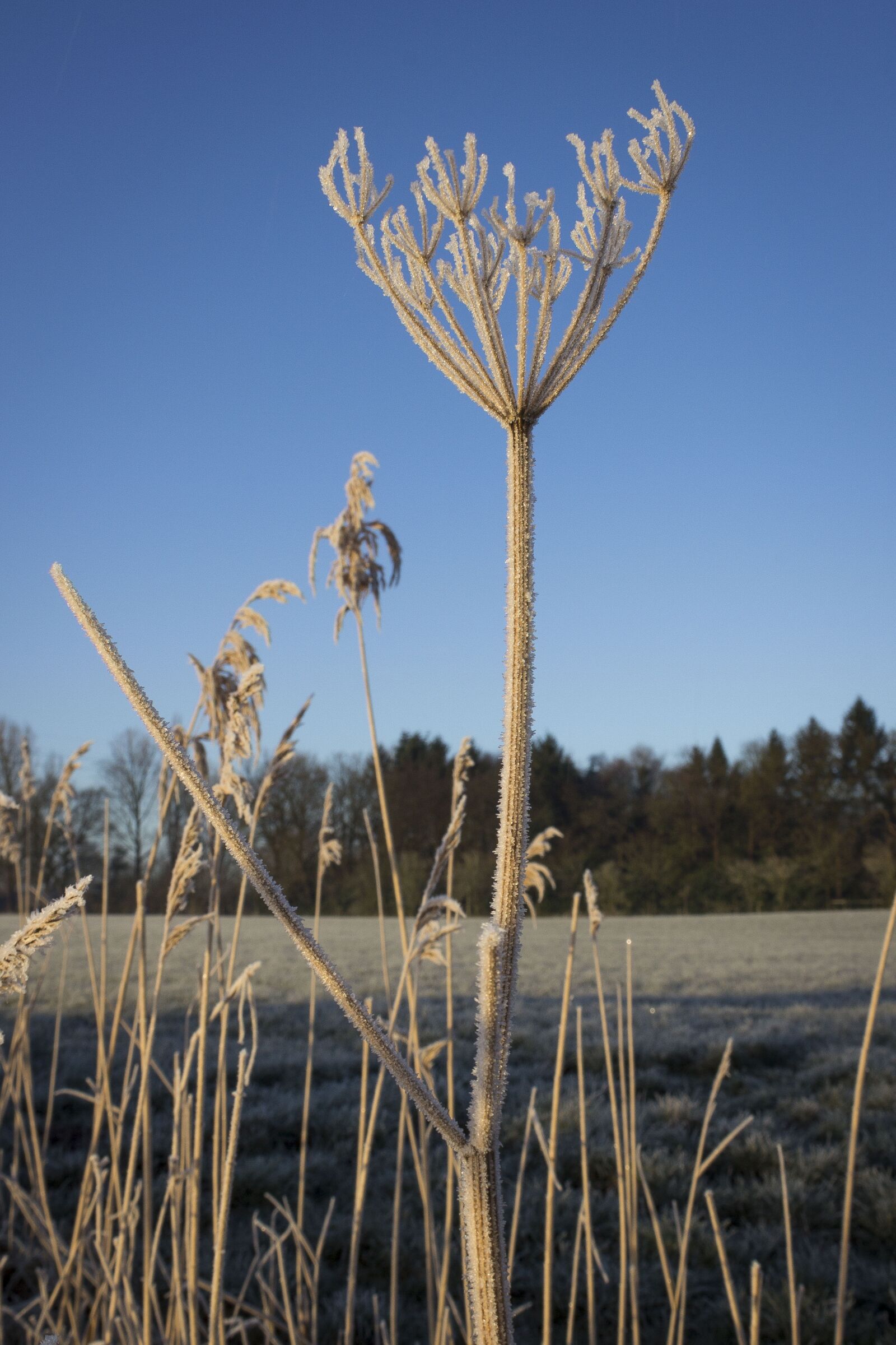 Canon EOS 600D (Rebel EOS T3i / EOS Kiss X5) sample photo. No person, nature, outdoor photography
