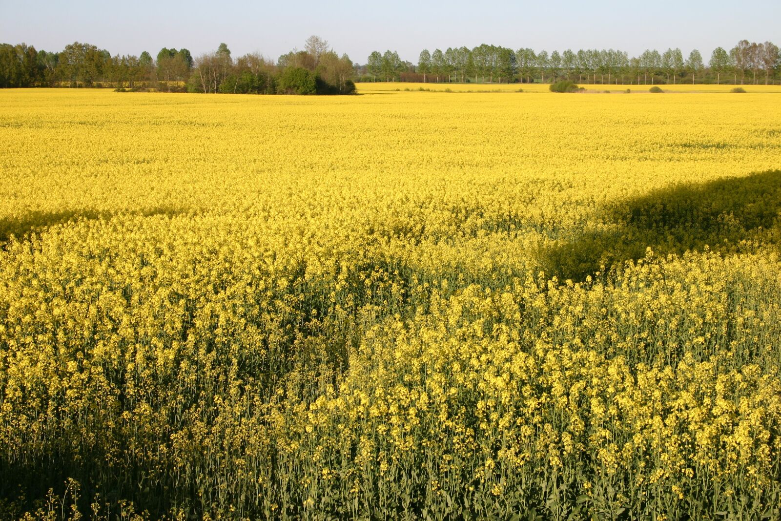 Canon EOS 300D (EOS Digital Rebel / EOS Kiss Digital) sample photo. Rapeseed, the cultivation of photography