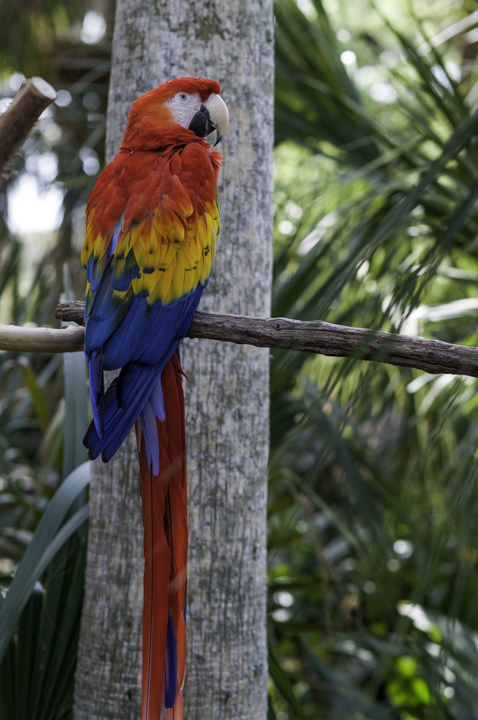 Nikon D300 sample photo. Parrot, bird, nature photography