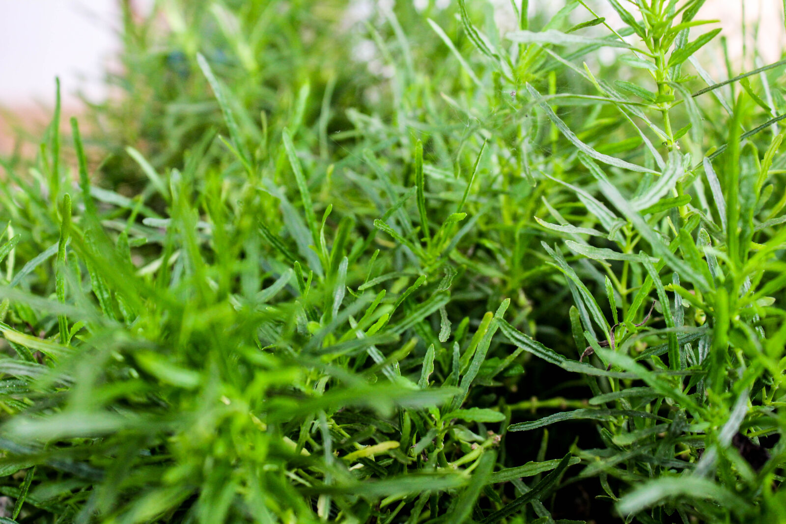 Canon EOS 1300D (EOS Rebel T6 / EOS Kiss X80) sample photo. Desktop, wallpaper, grass, hd photography