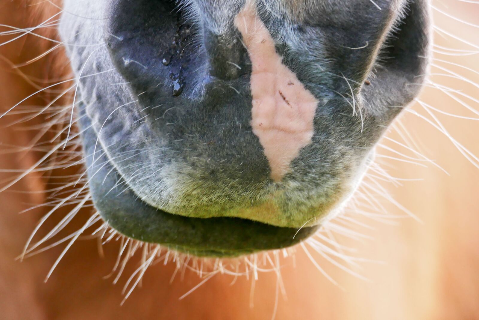 Panasonic Lumix DMC-FZ1000 sample photo. Horse, haflinger, animal photography