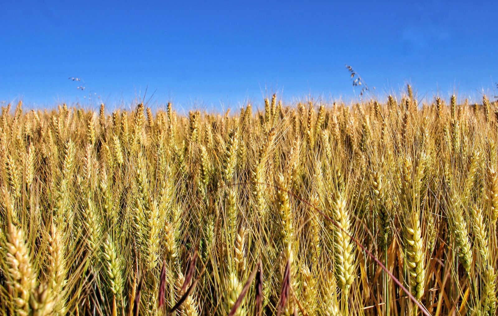 Canon EOS 60D sample photo. Field, sun, earth photography