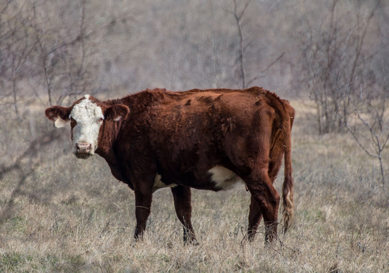Canon EOS 70D sample photo. Cow, pasture, nature photography