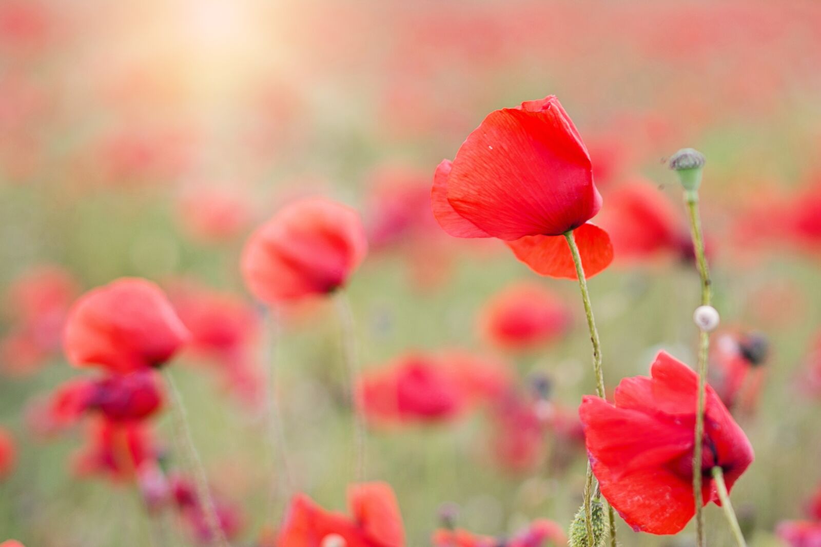 Canon EF 50mm F1.4 USM sample photo. Poppies, red, flowers photography