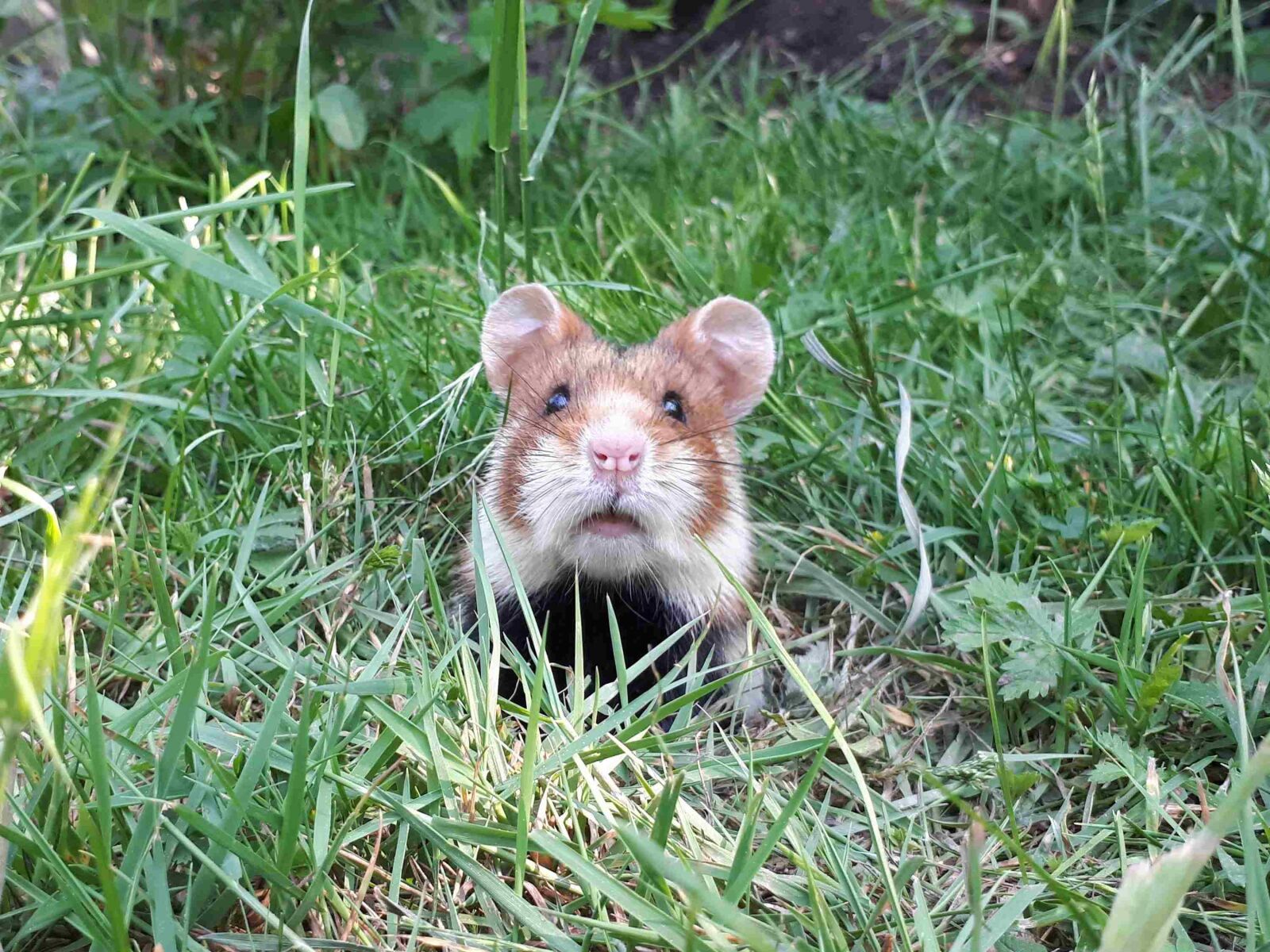 Samsung Galaxy A5(2017) sample photo. Hamster, nature, wild photography
