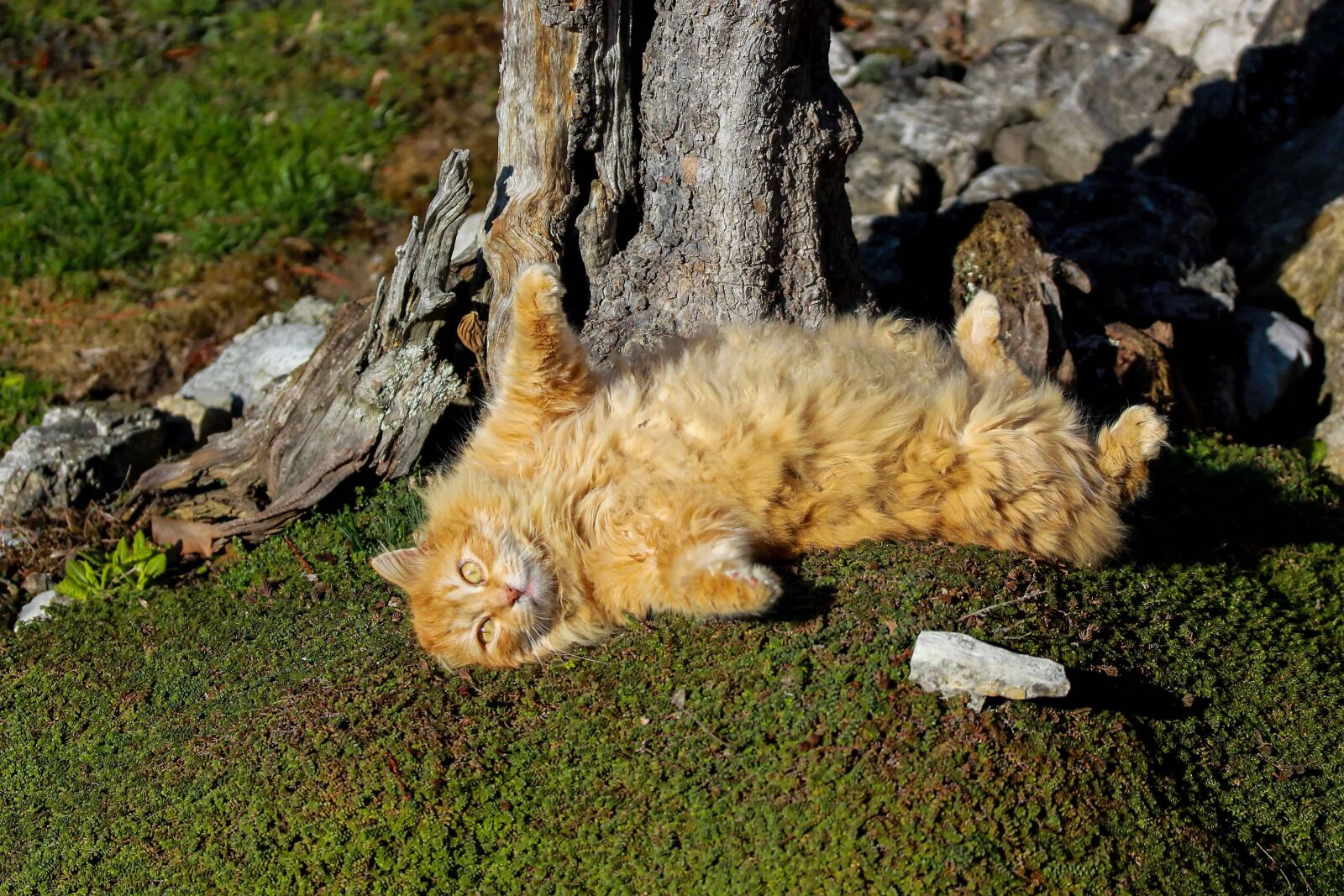 Canon EOS 1100D (EOS Rebel T3 / EOS Kiss X50) sample photo. Nature, domestic cat, animal photography