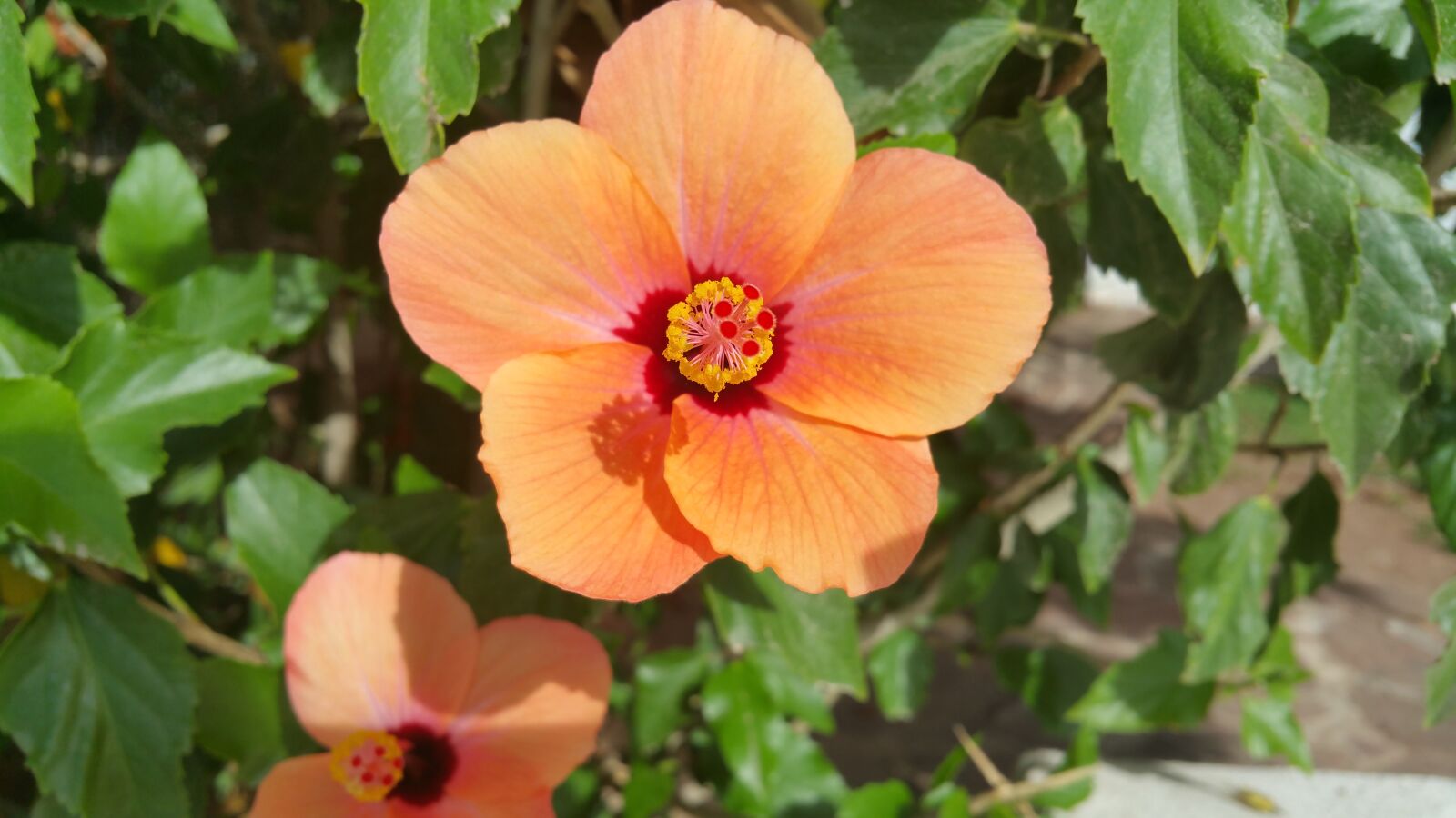 Samsung Galaxy Note4 sample photo. Nature, flower, color photography