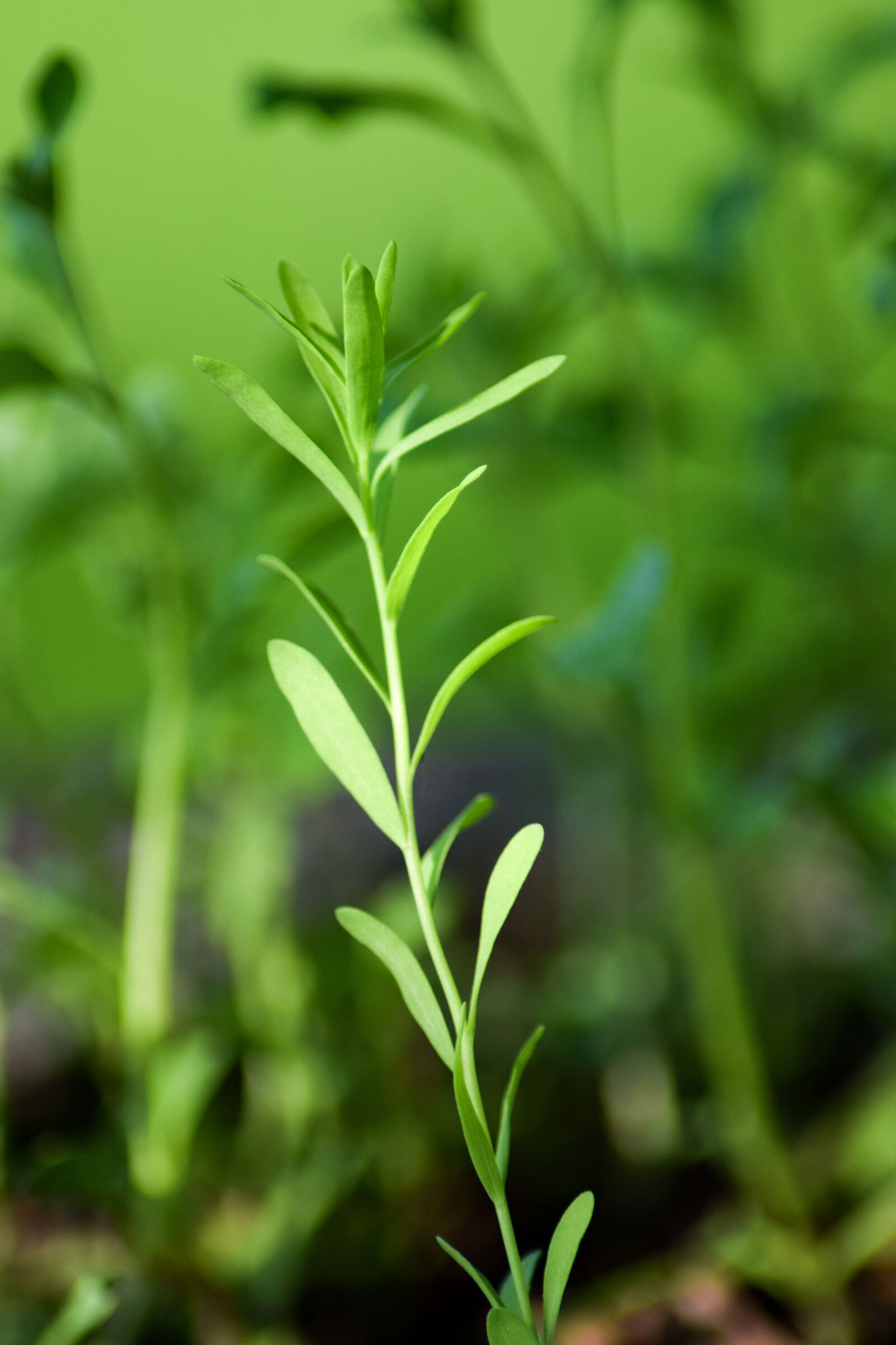 Nikon D5300 sample photo. Wild plant, green, plug photography