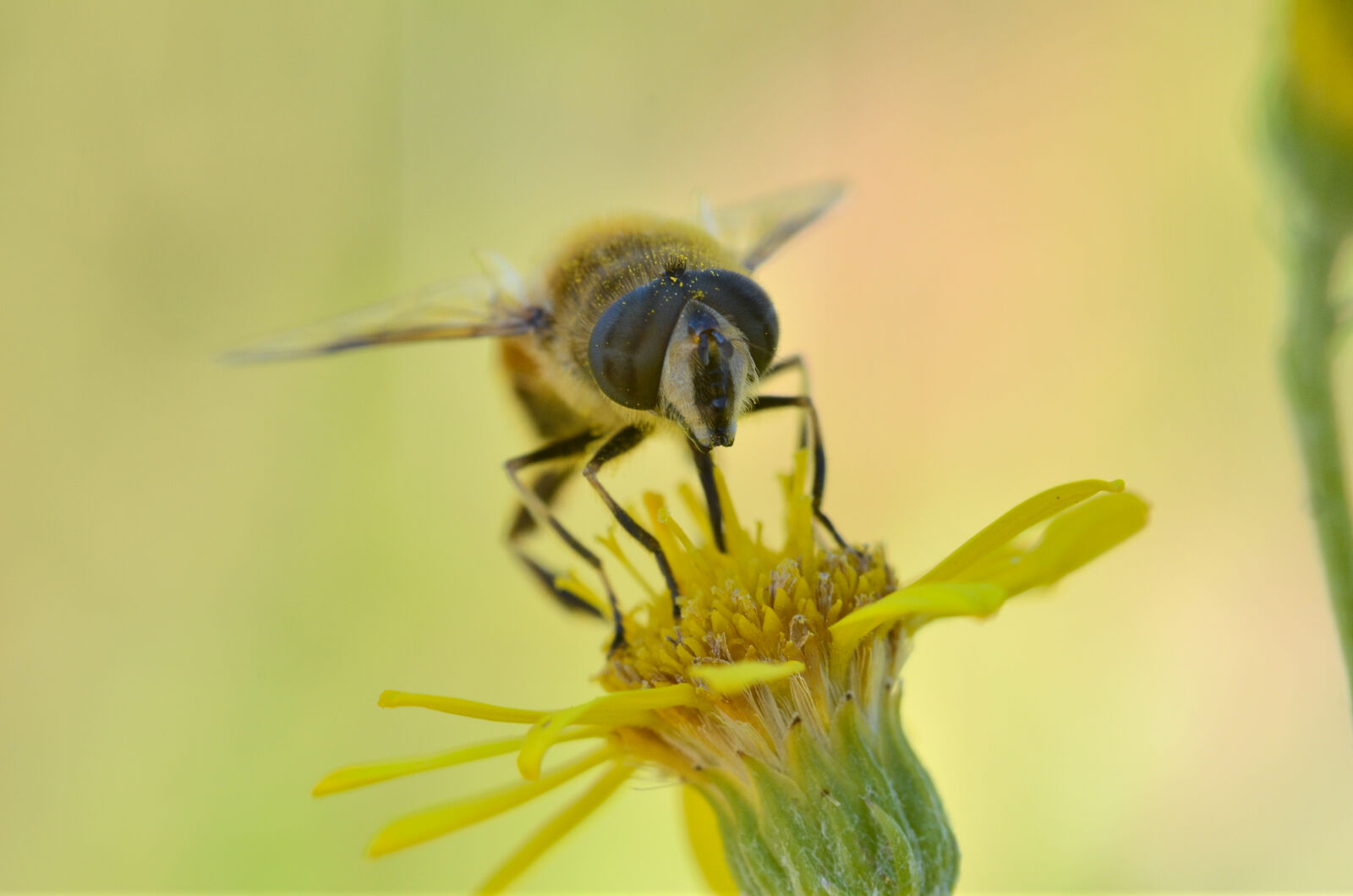 Nikon D7000 + Sigma 105mm F2.8 EX DG Macro sample photo. Bee, insect, taking, nectar photography