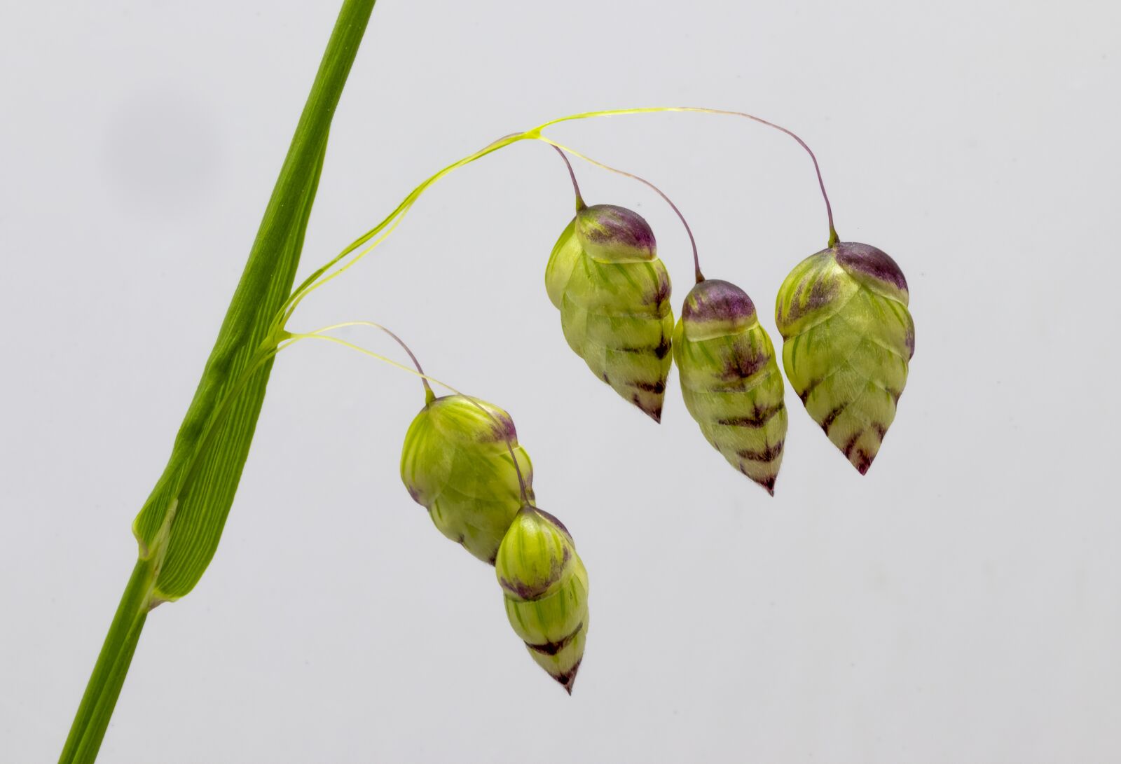 Canon EF 100mm F2.8L Macro IS USM sample photo. Quaking, grass, ornamental photography