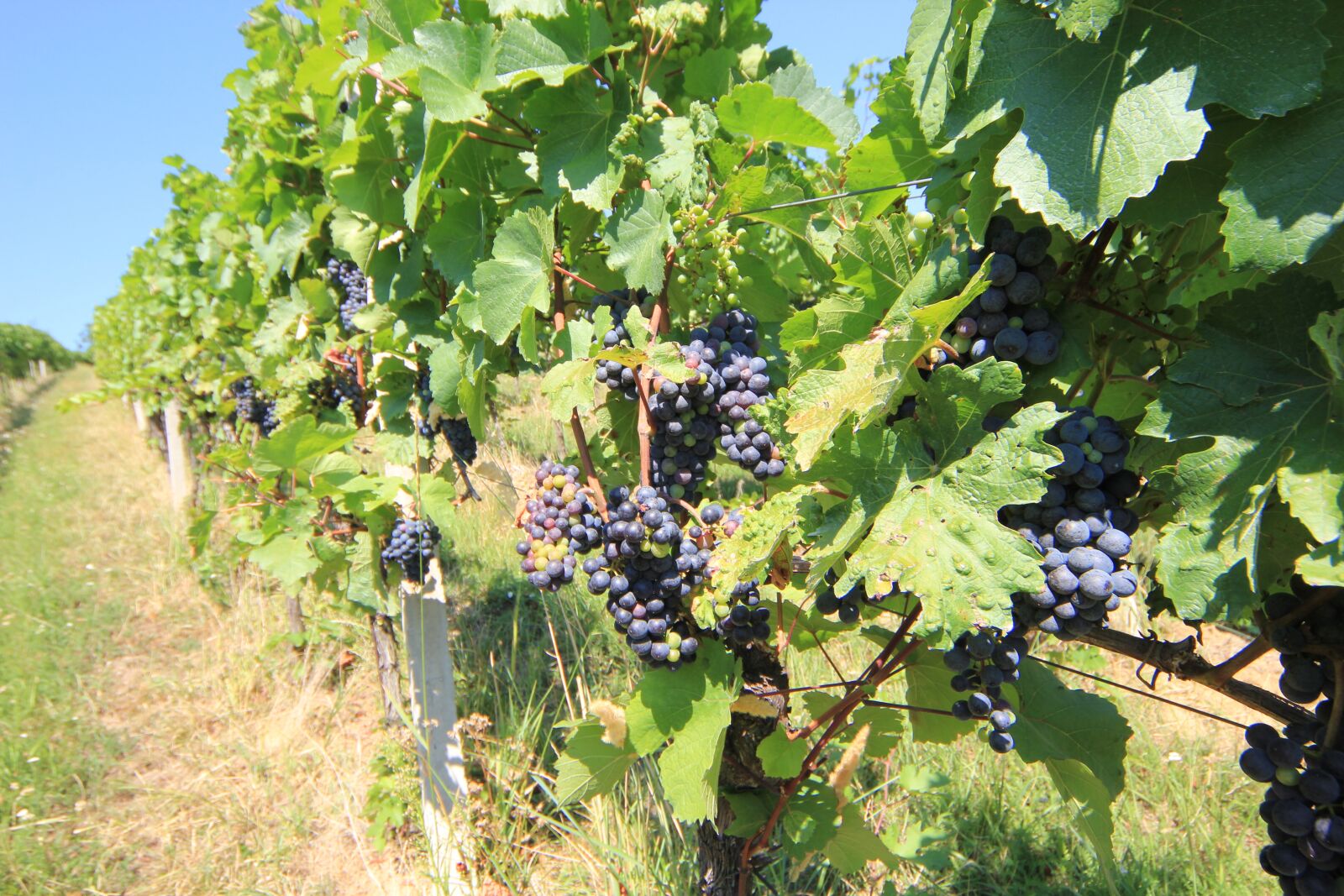 Canon EOS 550D (EOS Rebel T2i / EOS Kiss X4) sample photo. Grapes, harvest, fruit photography