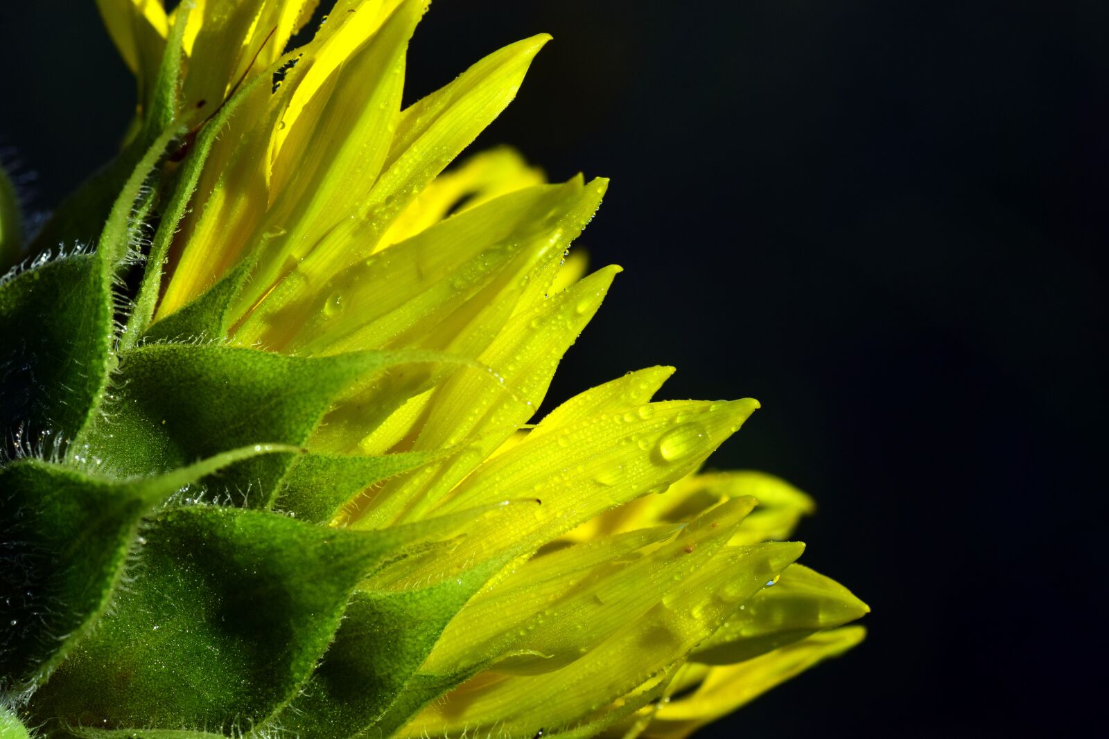 Nikon D3300 sample photo. Sunflower, dew, morgentau photography