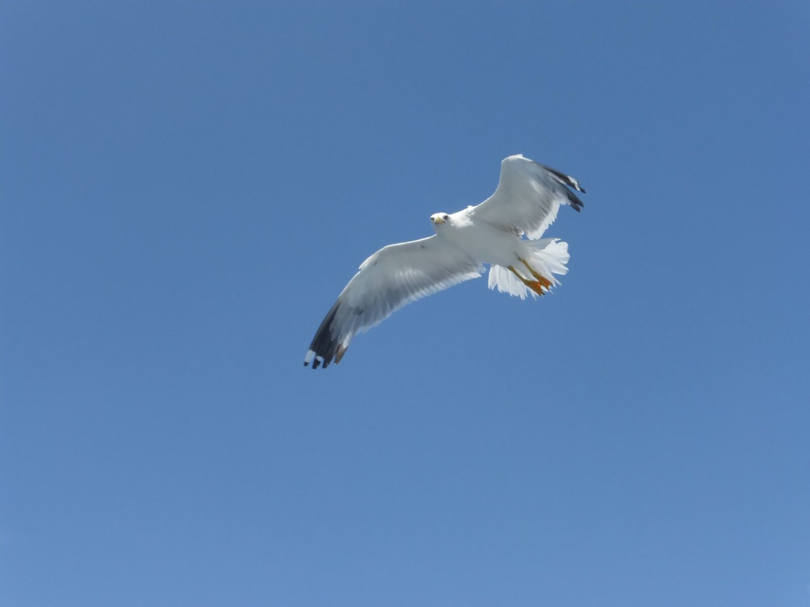 Panasonic DMC-TZ36 sample photo. Sea gull, gull, bird photography