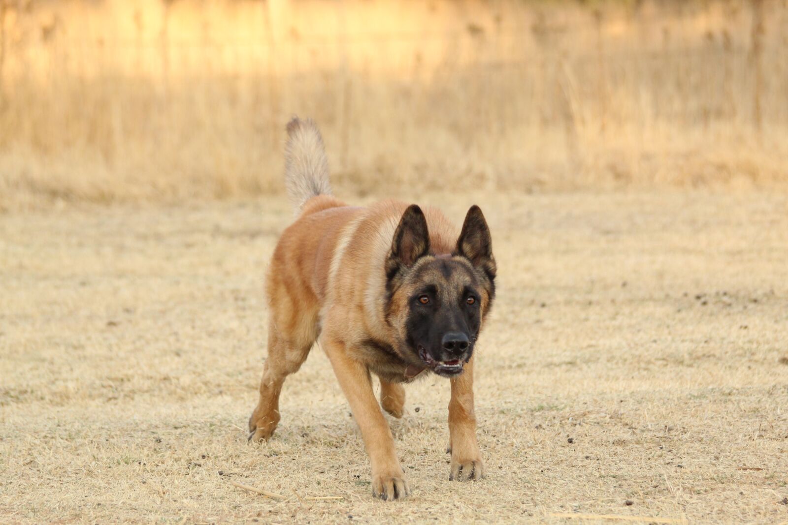 Canon EOS 4000D (EOS Rebel T100 / EOS 3000D) sample photo. Malinois, dog focused, canine photography