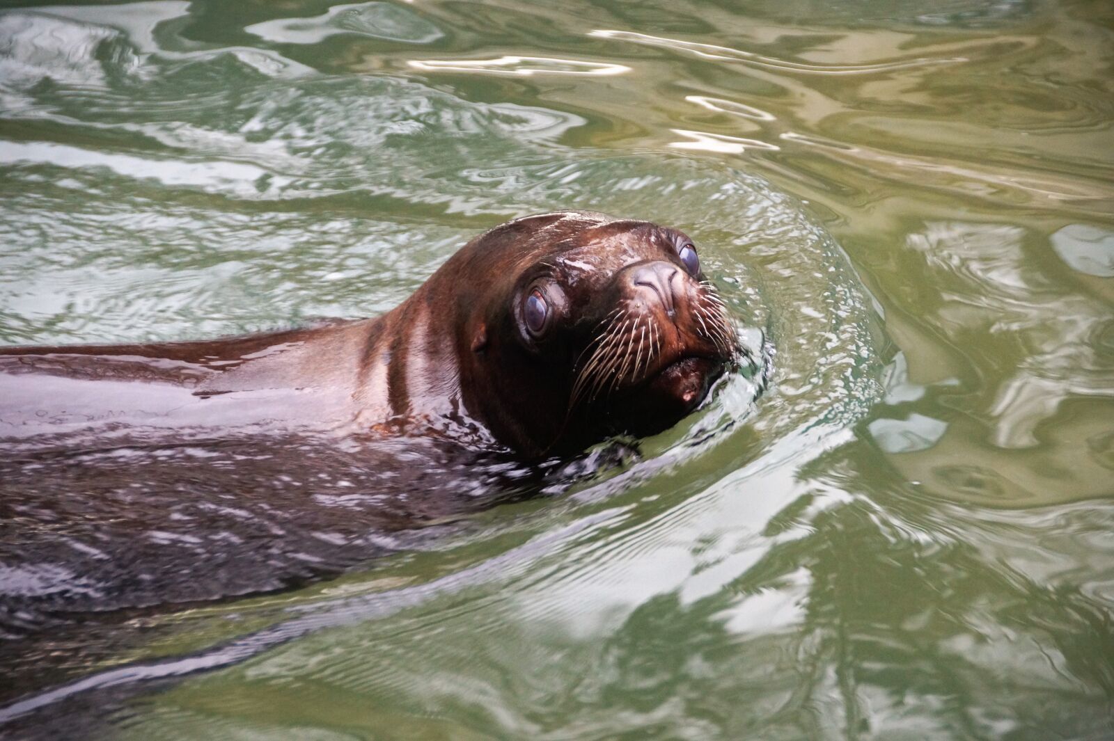 Sony SLT-A58 sample photo. Sea ​​lion, hairy, sealion photography