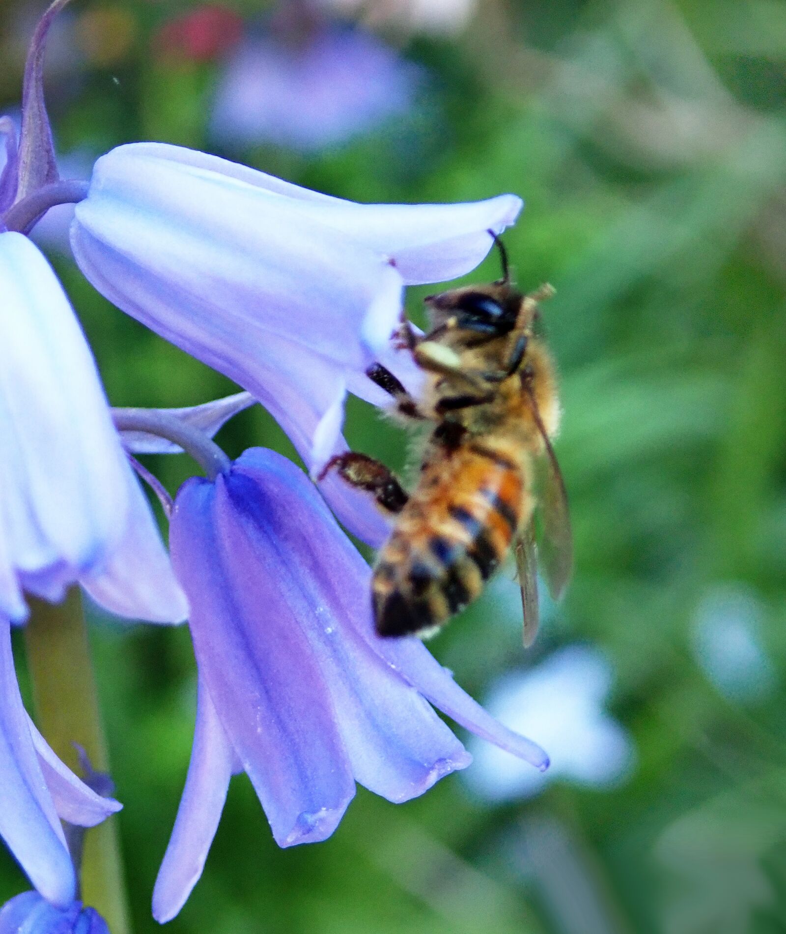 Olympus TG-5 sample photo. Bee, insect, pollen photography