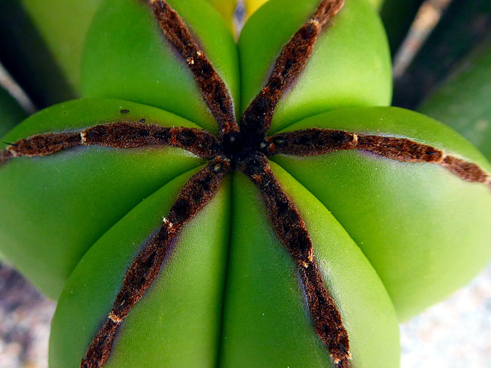Panasonic Lumix DMC-ZS50 (Lumix DMC-TZ70) sample photo. Nature, plant, cactus photography