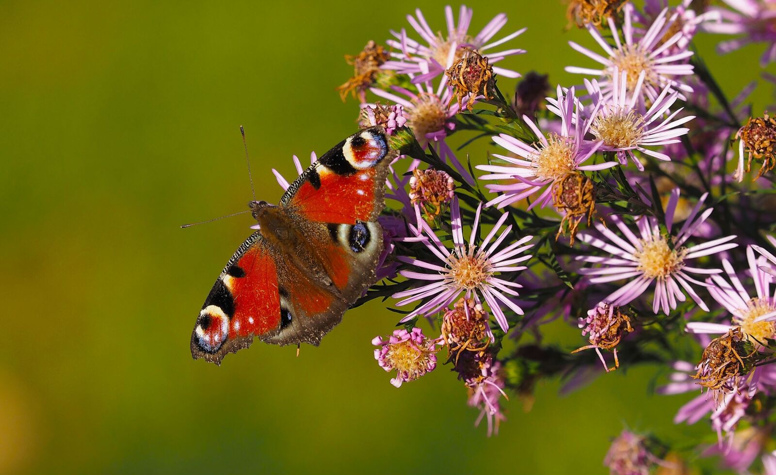 Olympus OM-D E-M1 + Olympus M.Zuiko Digital ED 40-150mm F2.8 Pro sample photo. Butterflies, peacock, insects photography