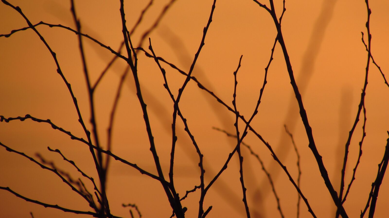 Canon PowerShot SX510 HS sample photo. No one, nature, tree photography