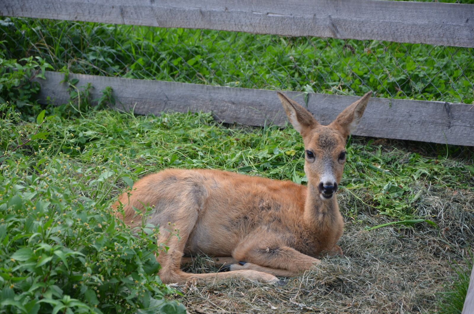 Nikon D7000 sample photo. Animal, the carpathians, wild photography