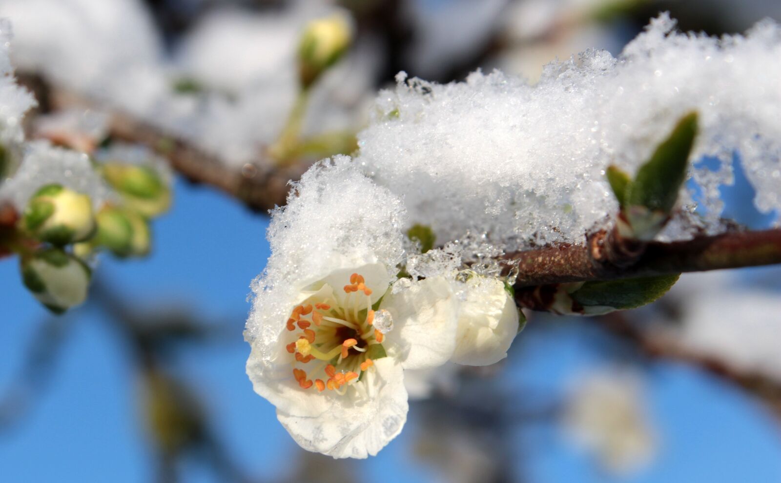 Canon EOS 650D (EOS Rebel T4i / EOS Kiss X6i) sample photo. Plum blossom, plum buds photography