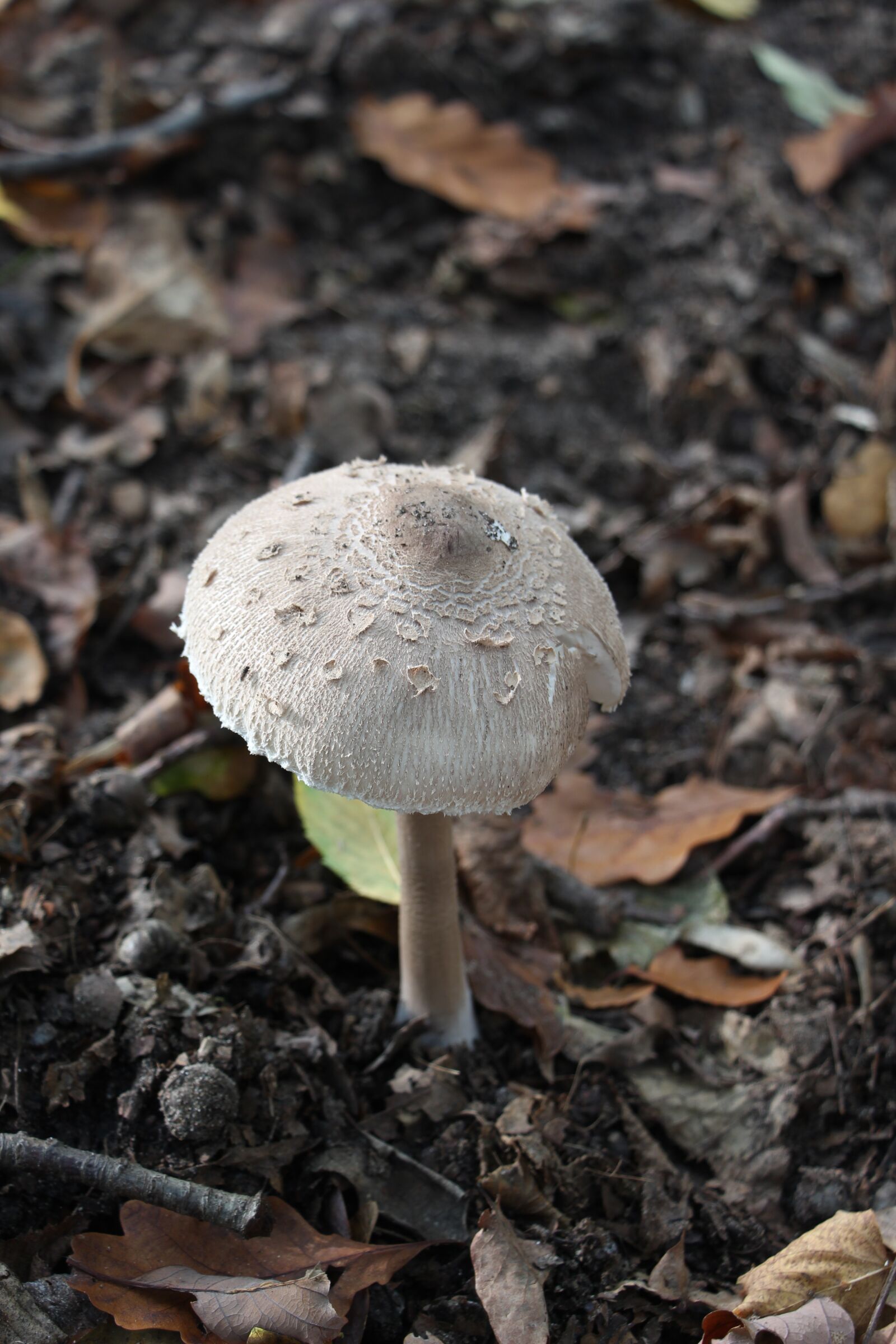 Canon EOS 700D (EOS Rebel T5i / EOS Kiss X7i) + Canon EF-S 18-135mm F3.5-5.6 IS STM sample photo. Mushroom, autumn, forest photography
