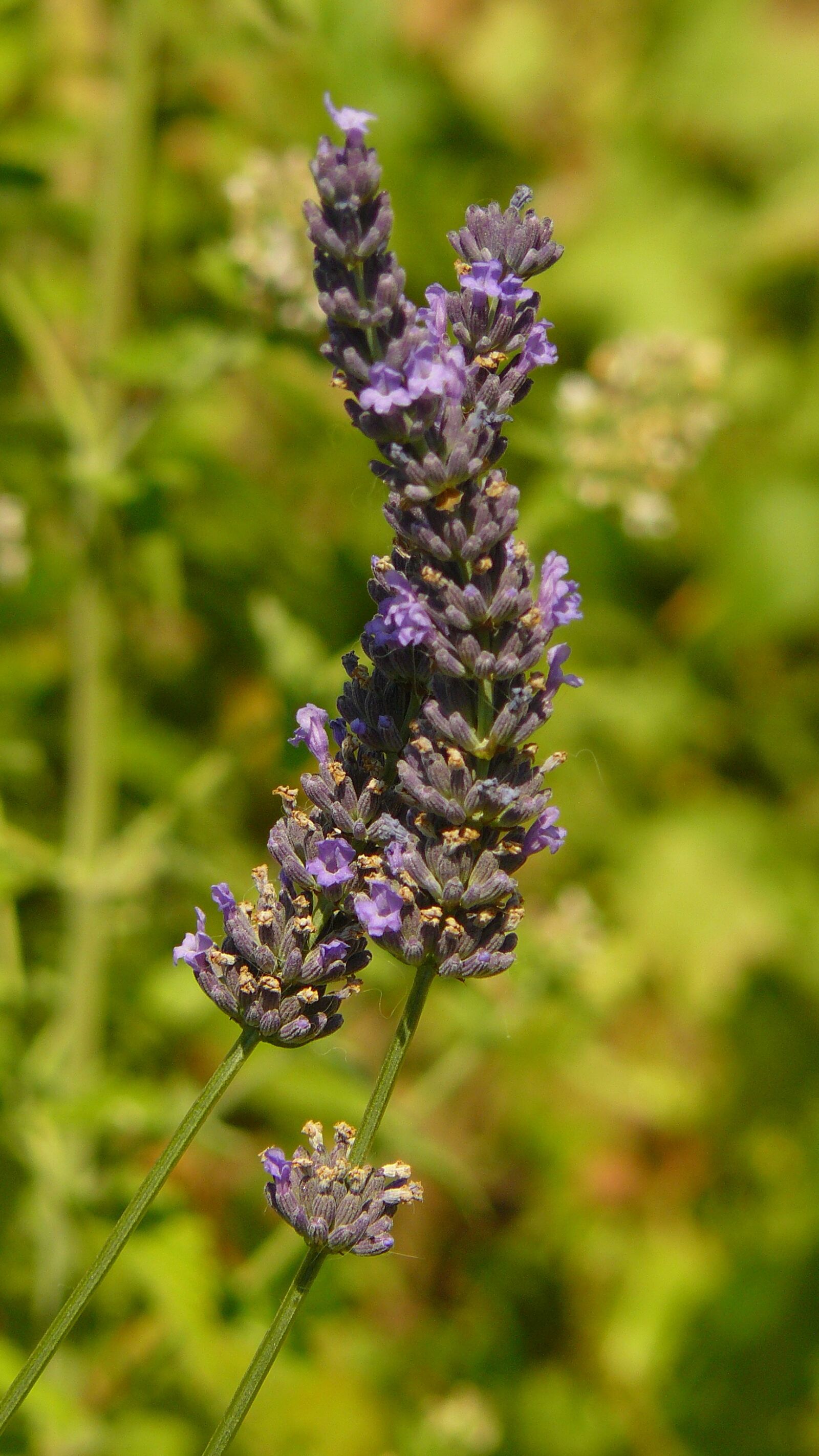 Panasonic DMC-FZ8 sample photo. Lavender, plants, nature photography