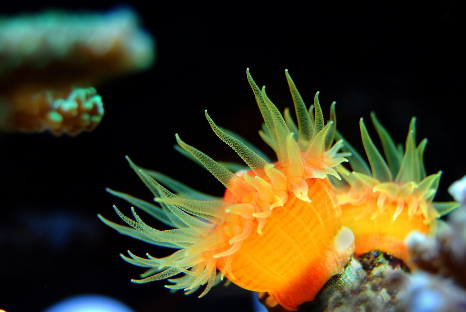 Nikon D40X sample photo. Coral, reef, sea photography