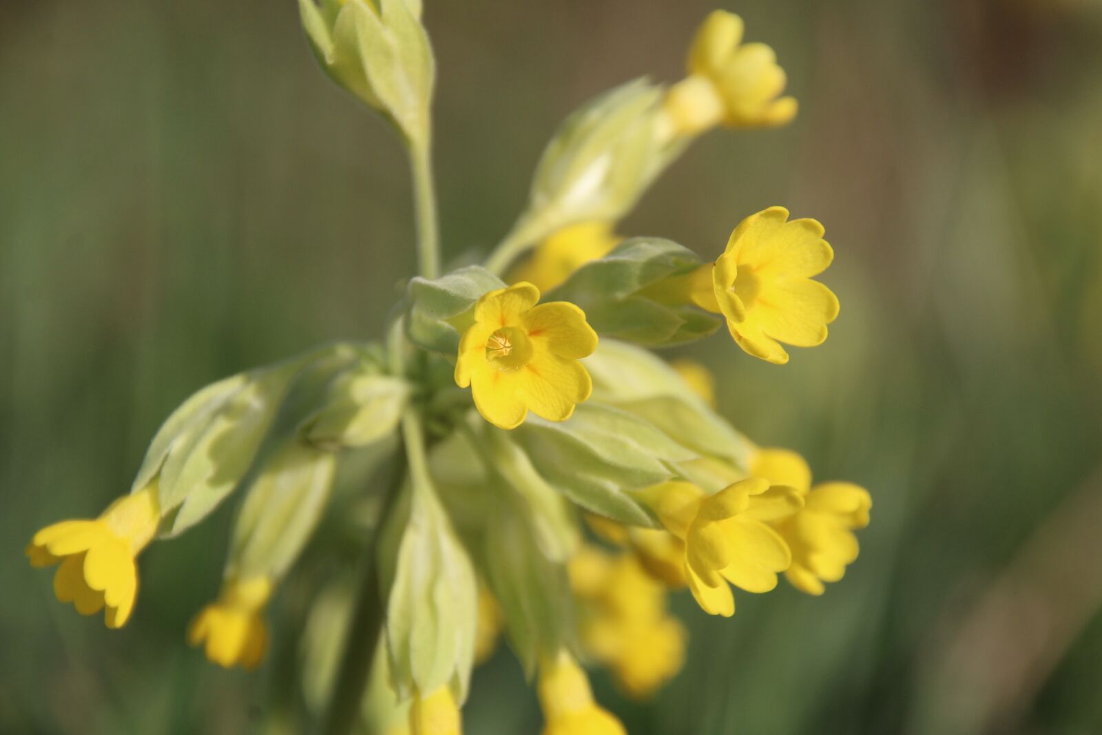 Canon EOS 1200D (EOS Rebel T5 / EOS Kiss X70 / EOS Hi) sample photo. Cowslip, yellow, blossom photography