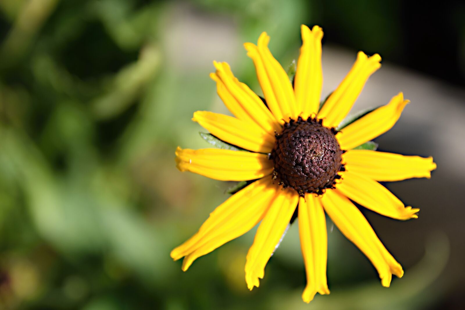Nikon D5300 sample photo. Flower, perennial, garden flower photography