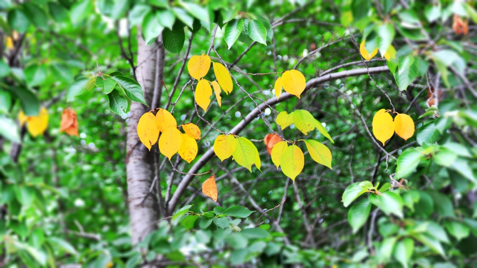 Nikon D700 sample photo. Autumn, leaves, the leaves photography
